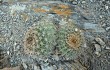 Anteprima di Echinopsis mamillosa