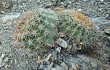 Anteprima di Echinopsis mamillosa