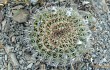 Preview photo Echinopsis mamillosa