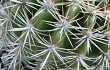 Preview photo Echinopsis mamillosa