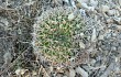 Vista previa de Echinopsis mamillosa