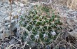 Anteprima di Echinopsis mamillosa