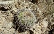 Preview photo Echinopsis mamillosa