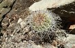 Vista previa de Echinopsis mamillosa
