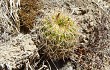 Anteprima di Echinopsis mamillosa