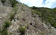 Vista previa de Echinopsis mamillosa