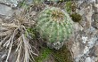 Vista previa de Echinopsis mamillosa