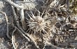 Vista previa de Echinopsis mirabilis