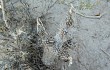 Anteprima di Echinopsis mirabilis
