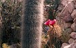 Anteprima di Echinopsis tarijensis