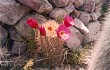 Preview photo Echinopsis tarijensis