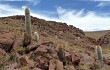 Vista previa de Echinopsis tarijensis