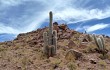 Preview photo Echinopsis tarijensis