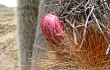 Preview photo Echinopsis tarijensis