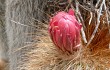Anteprima di Echinopsis tarijensis