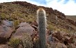 Preview photo Echinopsis tarijensis