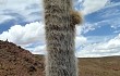 Anteprima di Echinopsis tarijensis