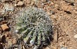 Preview photo Echinopsis obrepanda