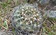 Vista previa de Echinopsis obrepanda