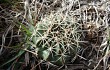 Preview photo Echinopsis obrepanda