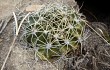 Preview photo Echinopsis obrepanda