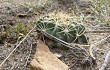 Preview photo Echinopsis obrepanda