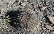 Anteprima di Echinopsis obrepanda
