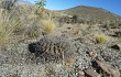 Anteprima di Echinopsis obrepanda