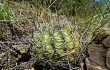 Anteprima di Echinopsis obrepanda