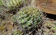 Preview photo Echinopsis obrepanda