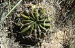 Preview photo Echinopsis obrepanda