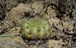 Preview photo Echinopsis obrepanda