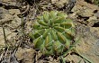 Preview photo Echinopsis obrepanda