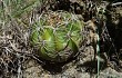 Anteprima di Echinopsis obrepanda