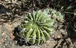 Preview photo Echinopsis obrepanda