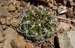 Preview photo Echinopsis obrepanda