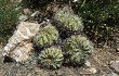 Preview photo Echinopsis obrepanda