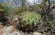 Preview photo Echinopsis obrepanda