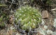 Vista previa de Echinopsis obrepanda