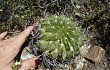 Preview photo Echinopsis obrepanda