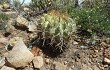 Preview photo Echinopsis obrepanda