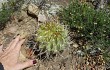 Preview photo Echinopsis obrepanda