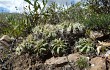 Anteprima di Echinopsis obrepanda