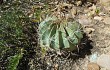 Vista previa de Echinopsis obrepanda