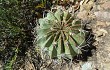 Preview photo Echinopsis obrepanda