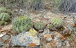 Preview photo Echinopsis obrepanda