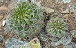 Anteprima di Echinopsis obrepanda