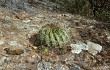 Anteprima di Echinopsis obrepanda