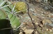 Anteprima di Echinopsis obrepanda