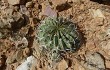 Preview photo Echinopsis obrepanda